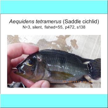 Aequidens tetramerus.png